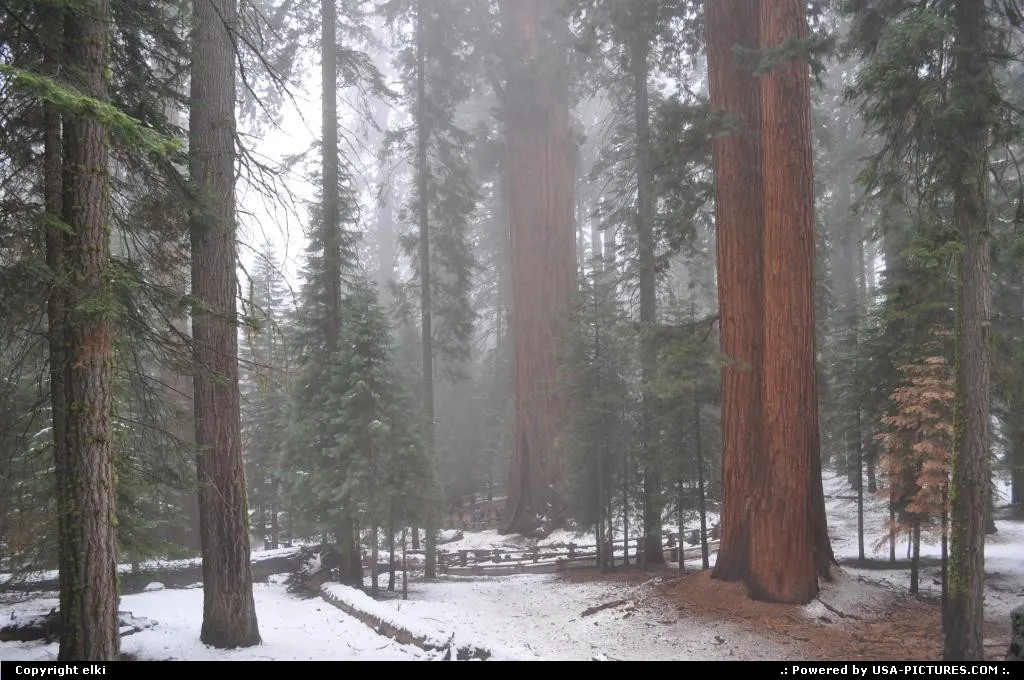 Sequoia National park