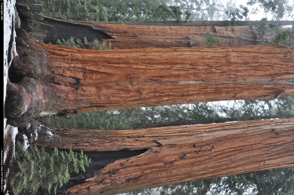 Sequoia National park
