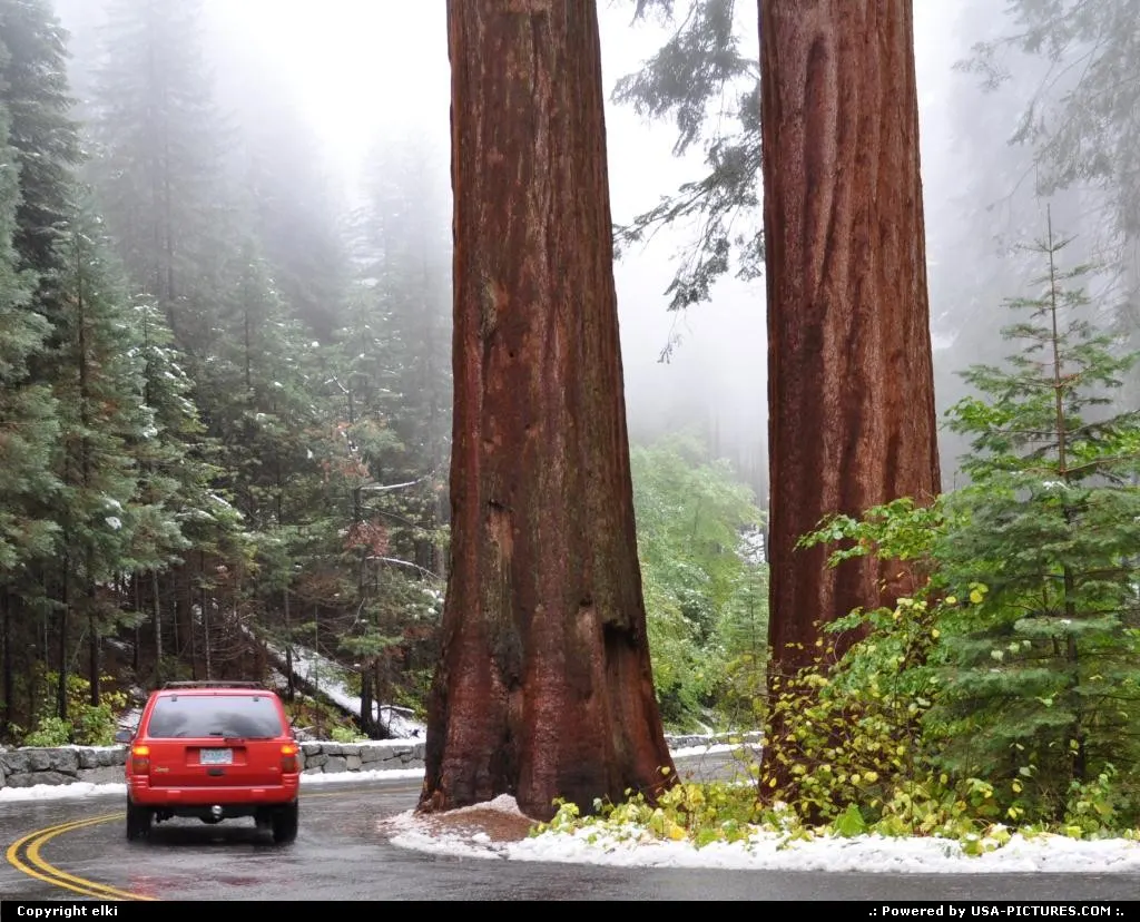 Sequoia National park. Entering giants forest