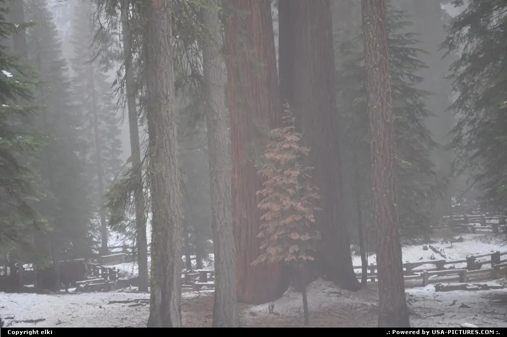 Sequoia National park
