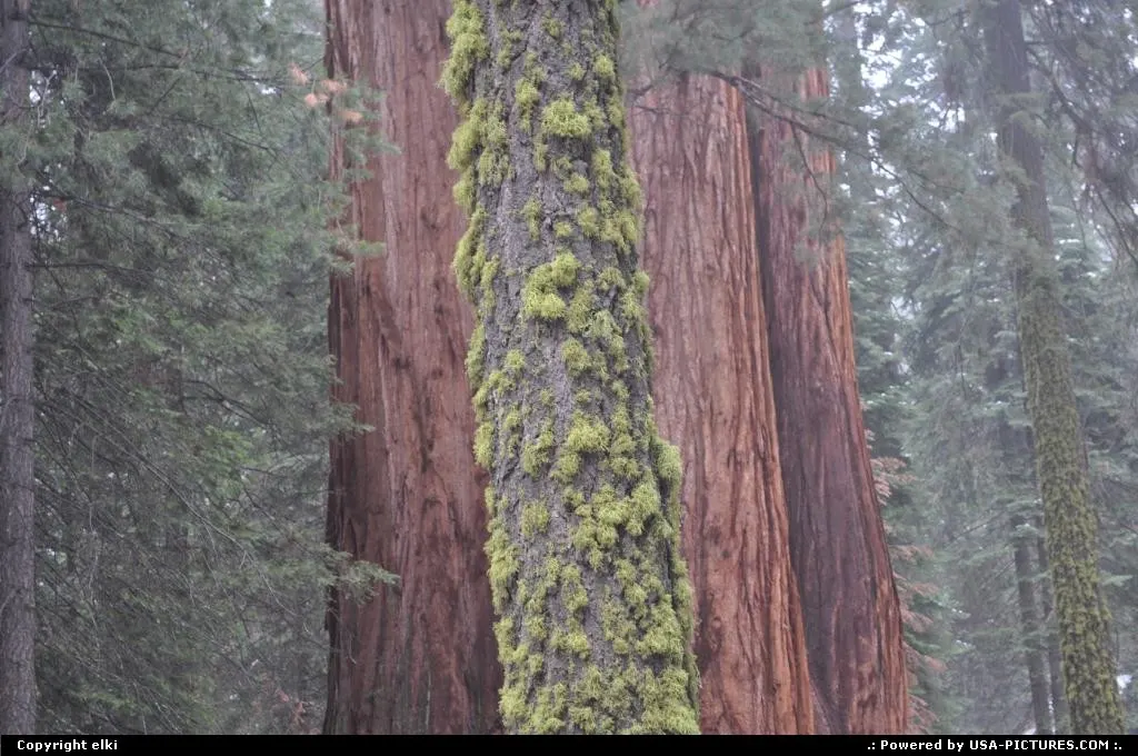 Sequoia National park