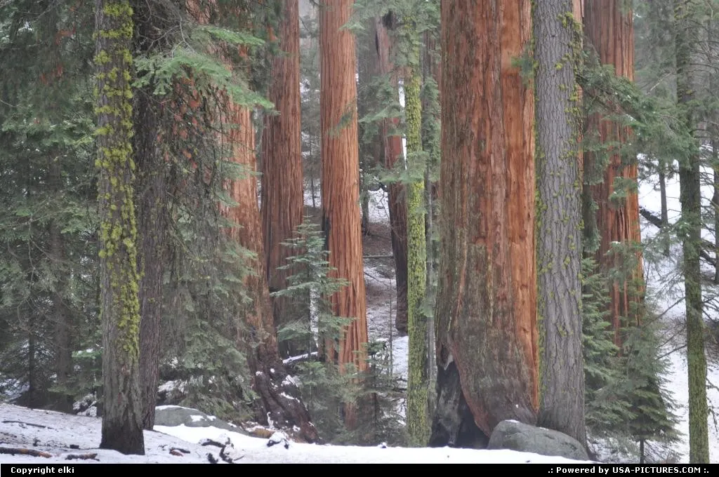 sequoia national park