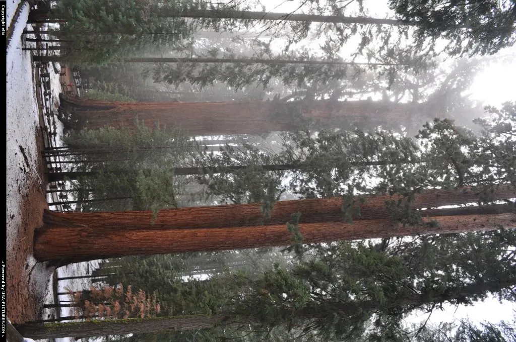 sequoia national park