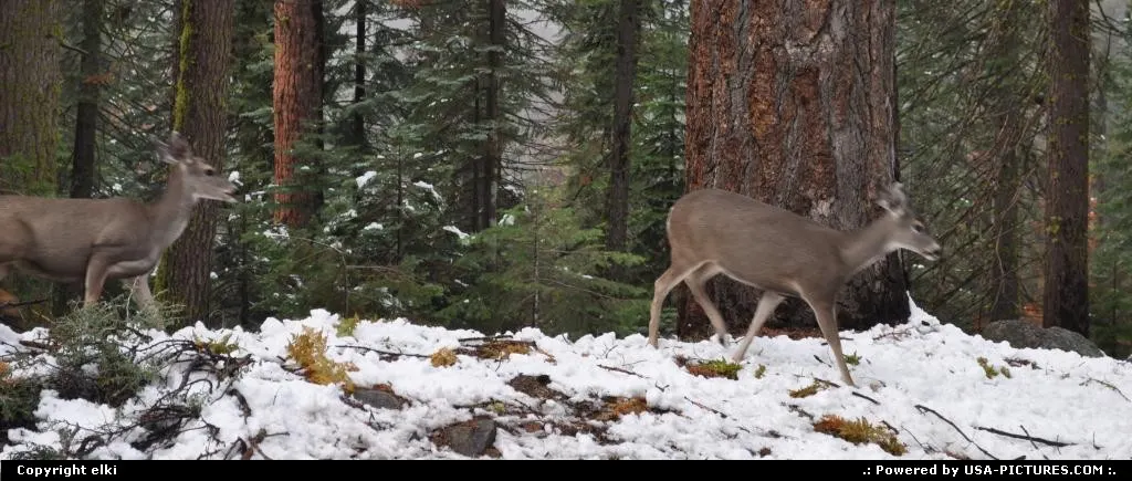 wildlife (deers ?) at sequoia national park