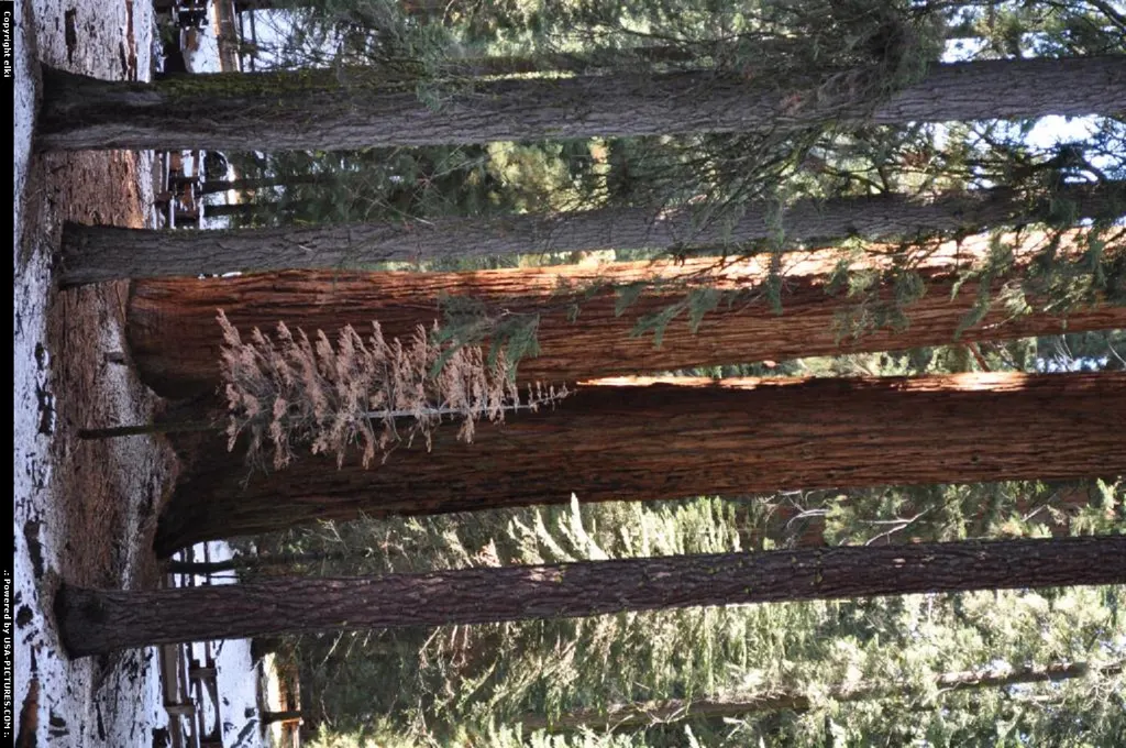 sequoia national park