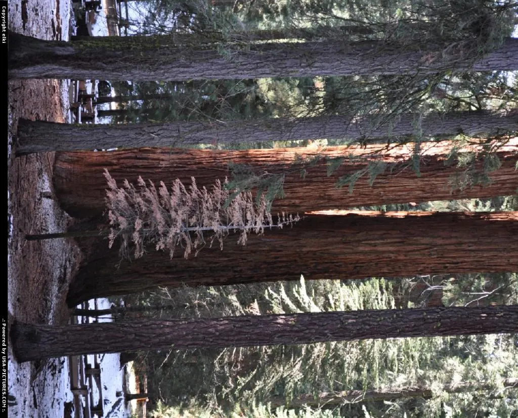 sequoia national park