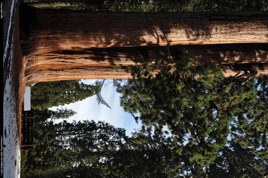 sequoia national park. giant forest