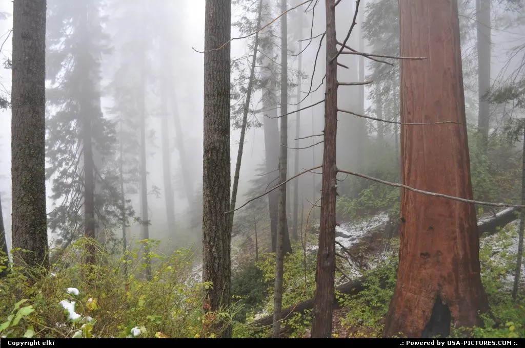 Sequoia National park