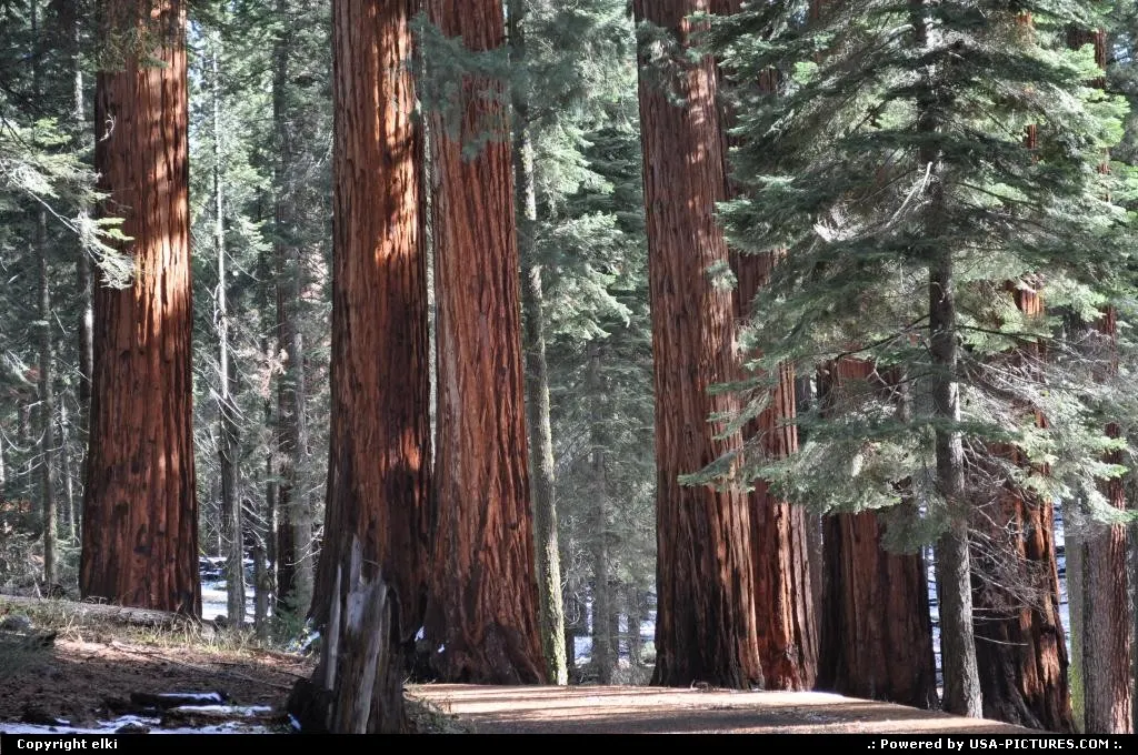 sequoia national park