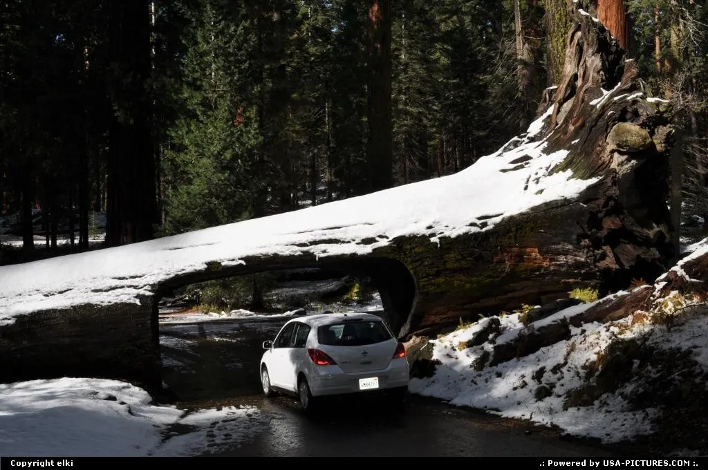 sequoia national park, tunel log
