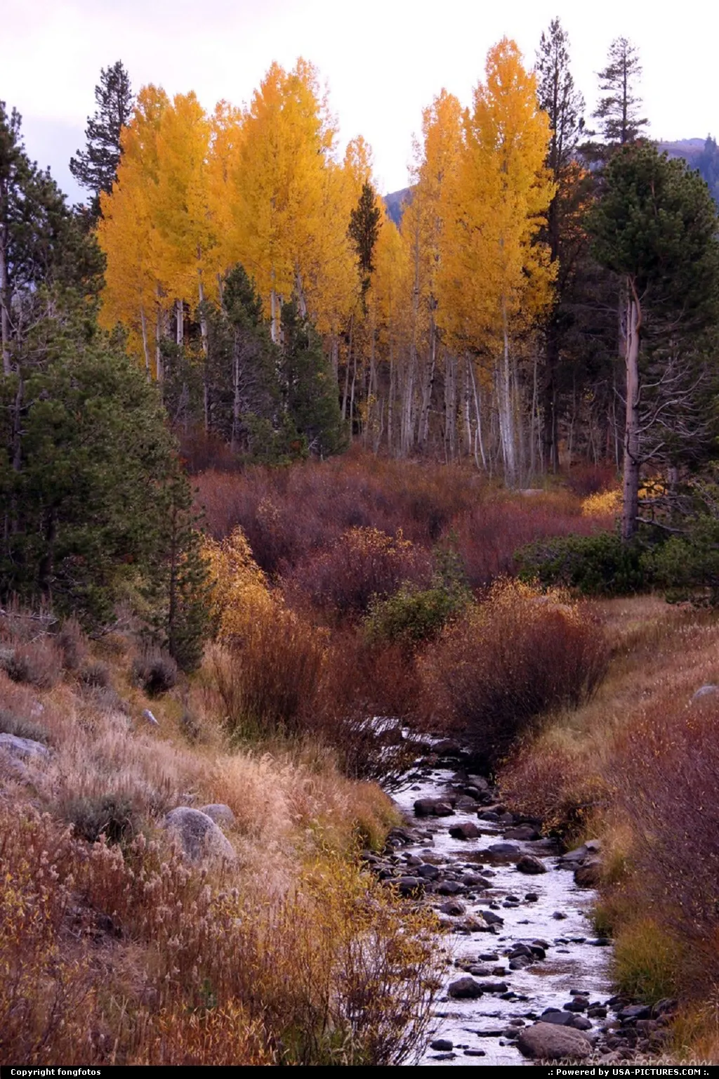 Along Hwy 88 between Hope Valley and Jackson