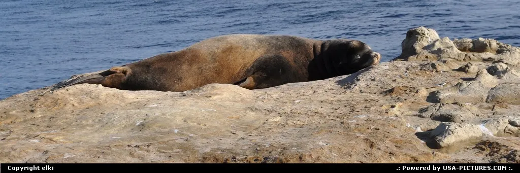 Sea lion enjoying the sun at santa cruz