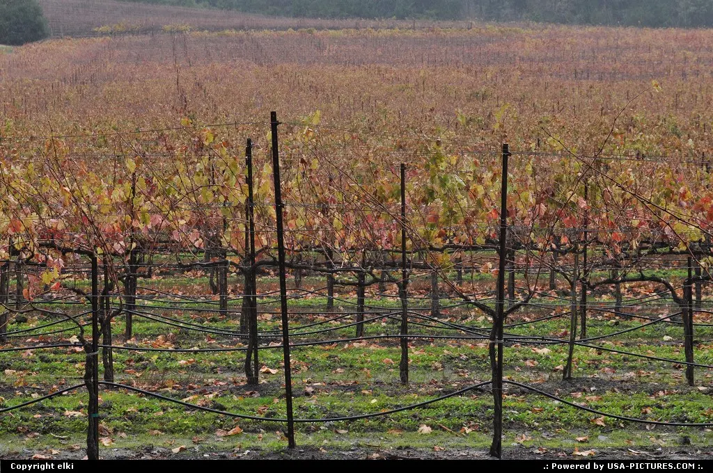 vineyard at jack london state park