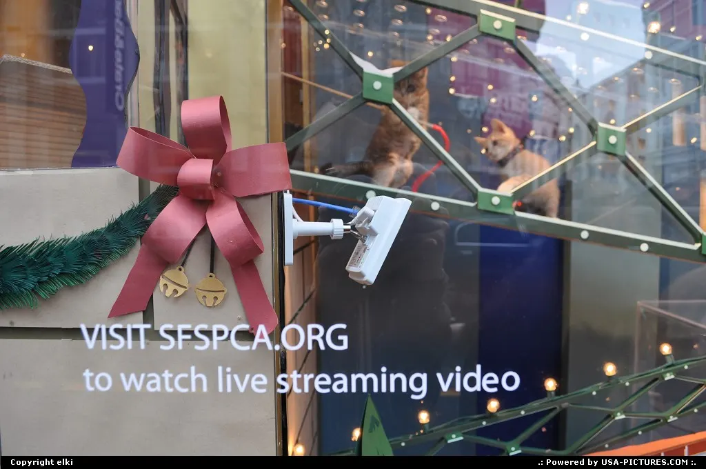 SFSPCA featuring kitten at macy's shop-windows, visit the sfspca.org to watch live stre...