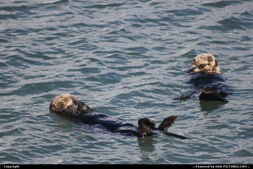 Monterey California sea otter