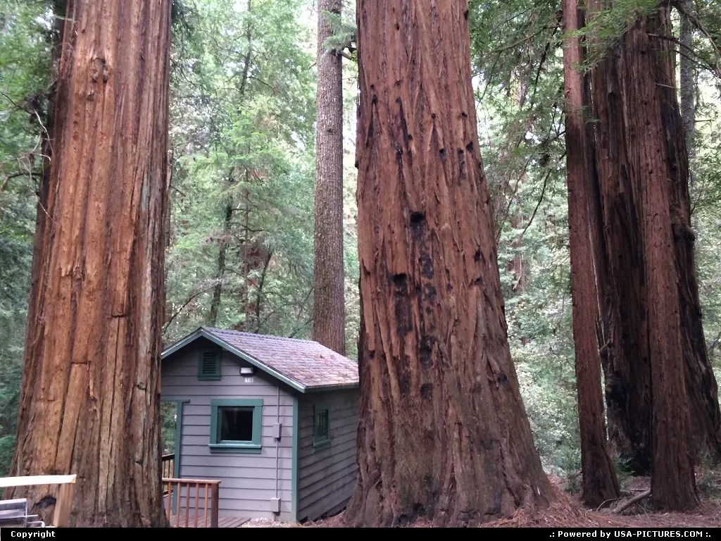 Cabin squeezed between nqssive redwood trees