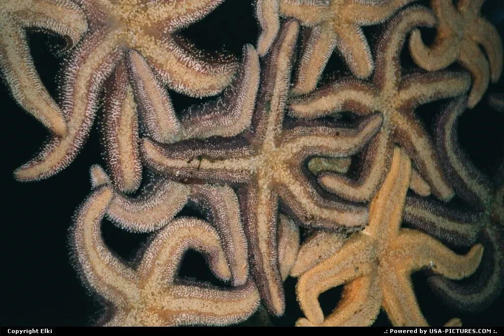 Sea Stars, at the aquarium, Pier 39