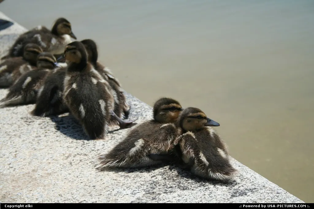 Duck family living downtown washington