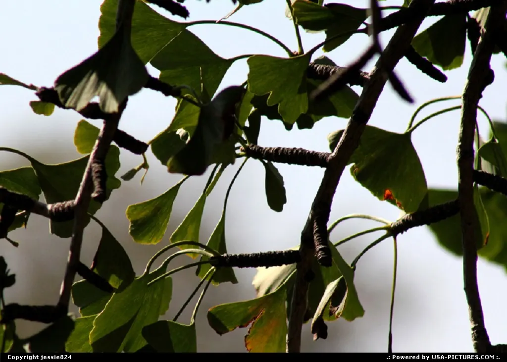 DC leaves