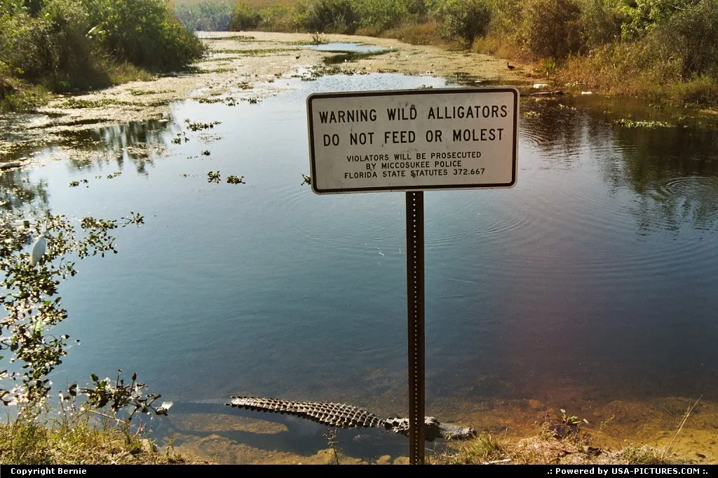 I didn't want to molest this gator, for sure ! Big Cypress National Preserve