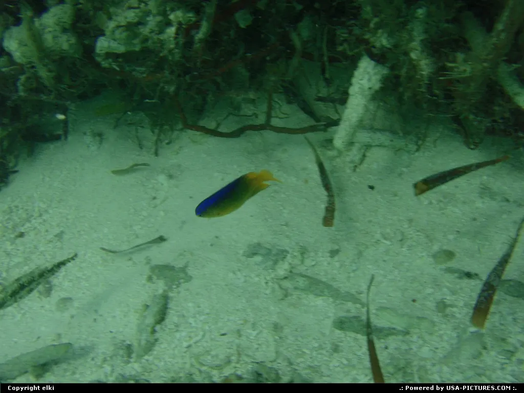 Snorkeling around the fort