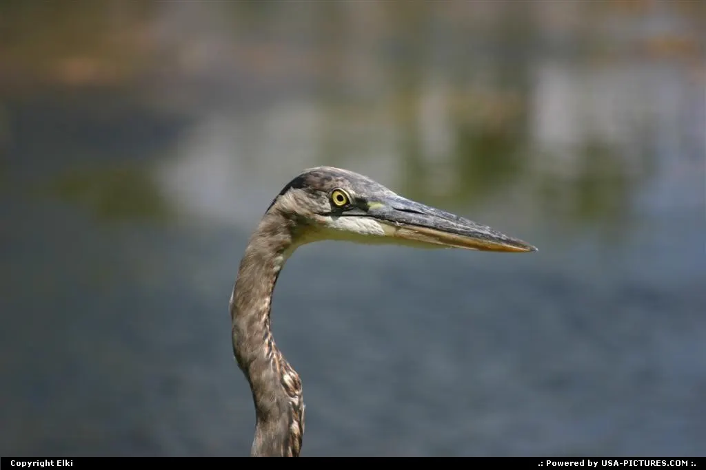 Wildlife beauty