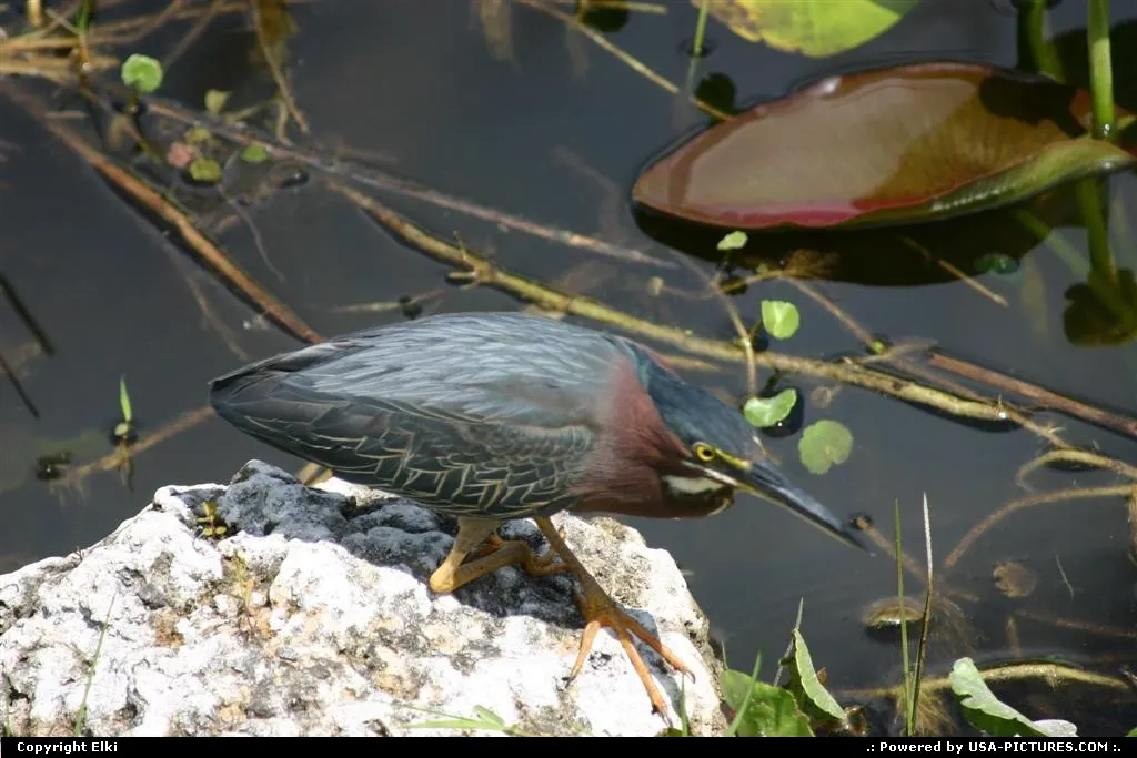 Wildlife in the park