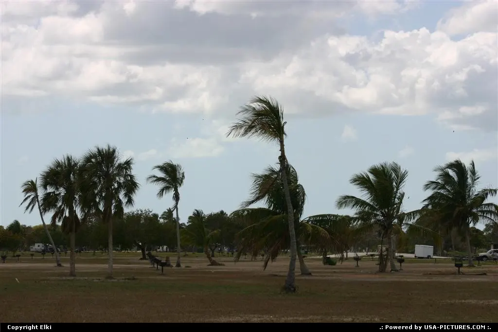 Palms trees at the beach