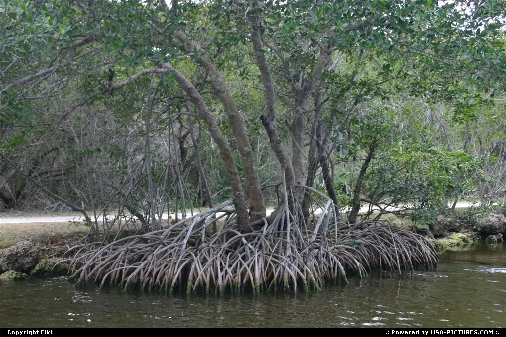 Mangrove tree