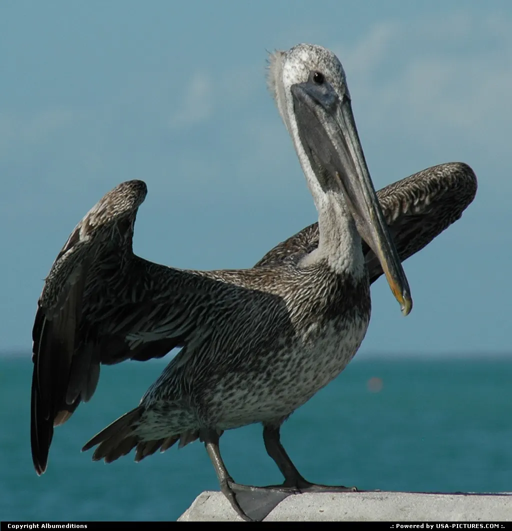 Pelican-watching in the Florida Keys. For webgallery: www.caribbean-editions.nl