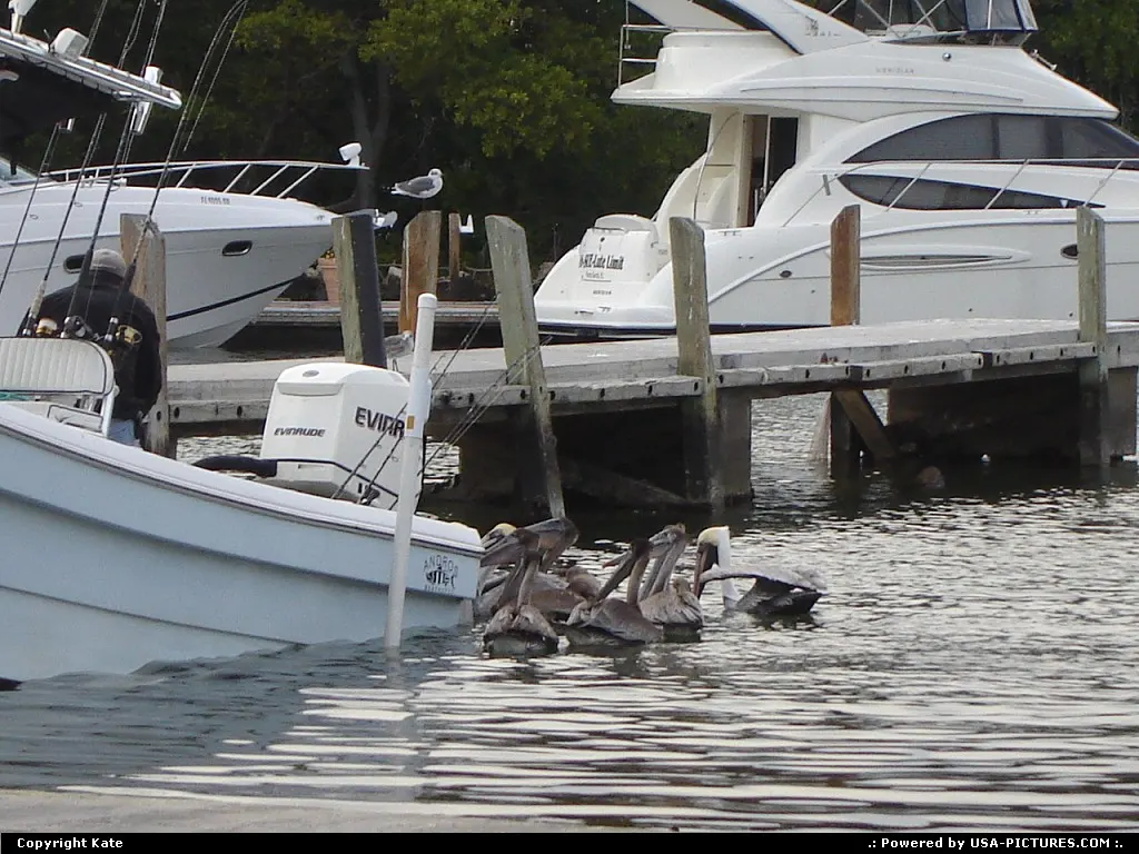 Pelicans know the good food places! Haulover Park at sunset