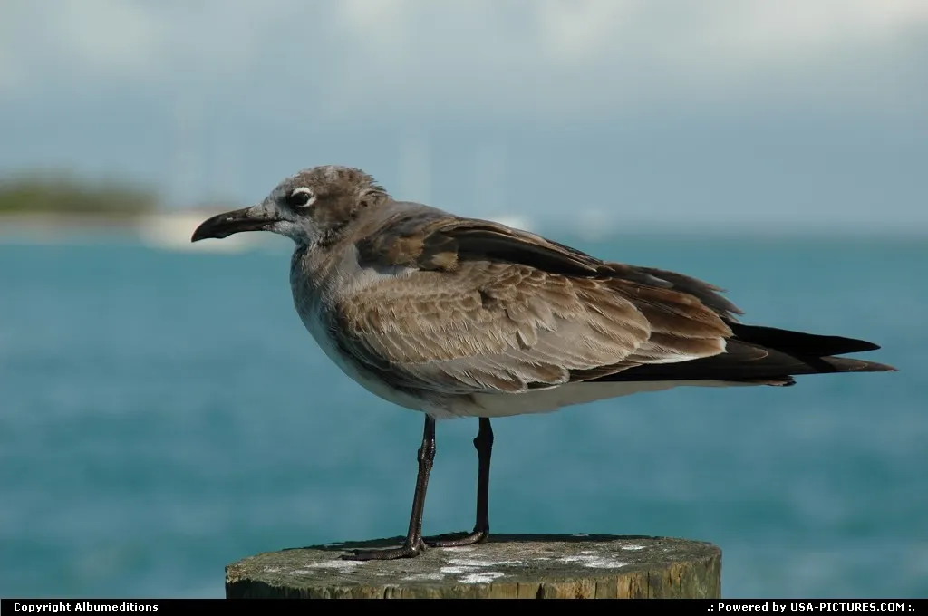 Bird watching in the Florida Keys. For webgallery: www.caribbean-editions.nl