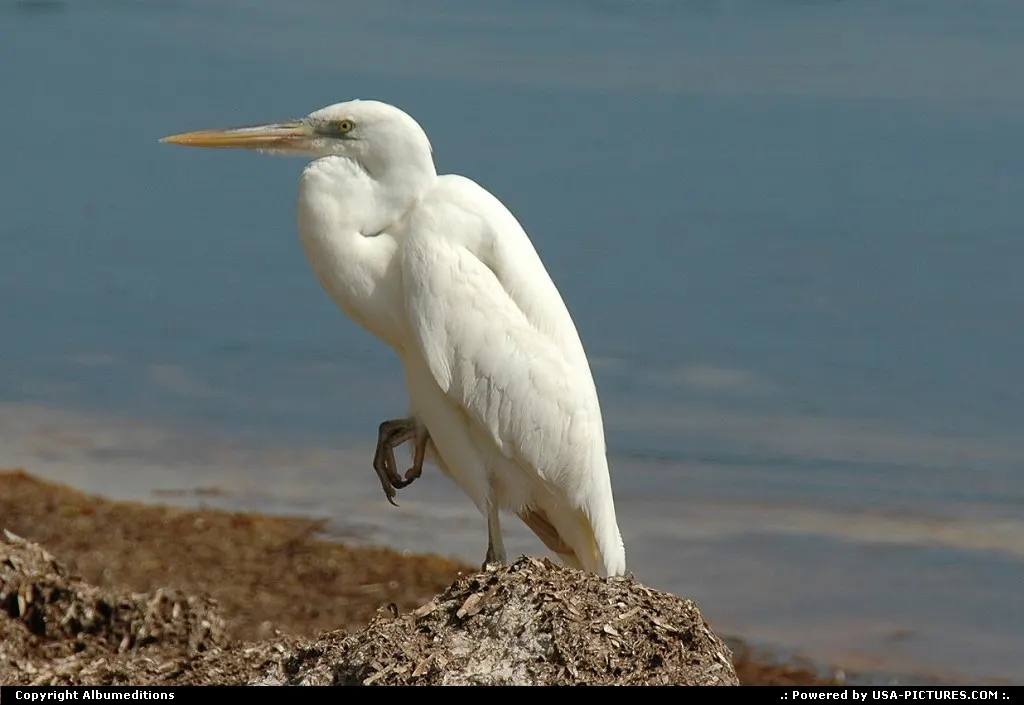 Bird watching in the Florida Keys. For webgallery: www.caribbean-editions.nl