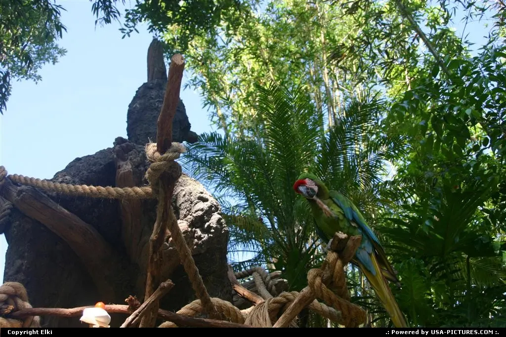 Animal Kingdom (Disney)