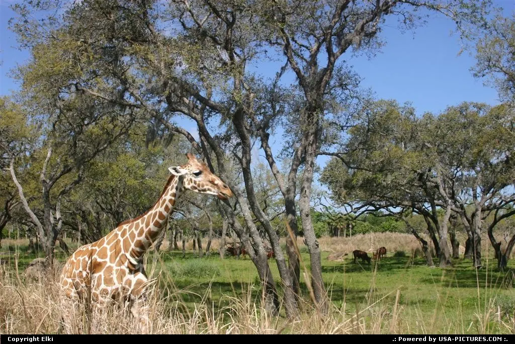 A girafe during the safari, Animal Kingdom (Disney)