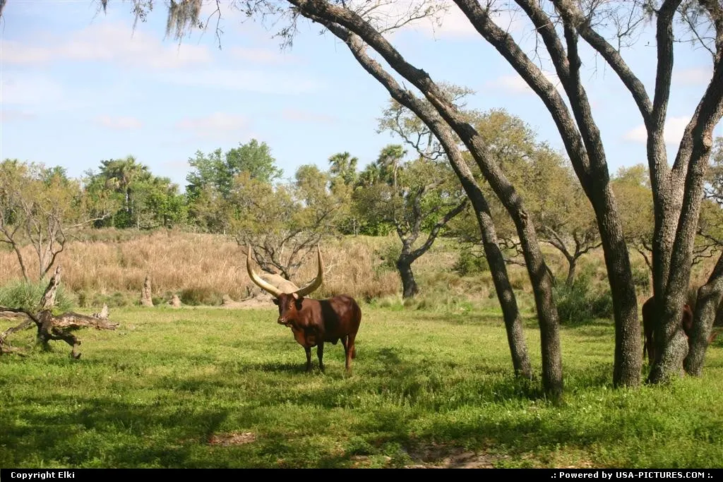 Safari, Animal Kingdom (Disney)