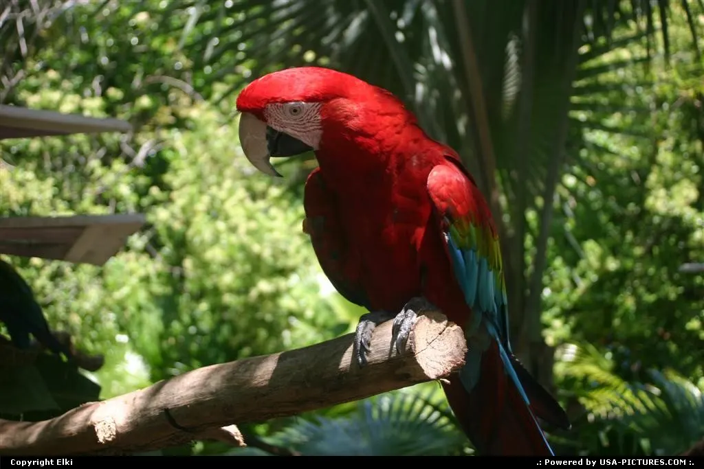 Amazing parrot, Animal Kingdom (Disney)