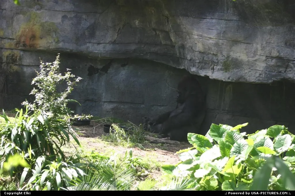 A gorilla within the park. Animal Kingdom