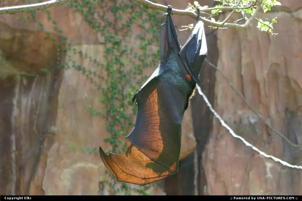 Amazing bat at Disney Animal Kingdom