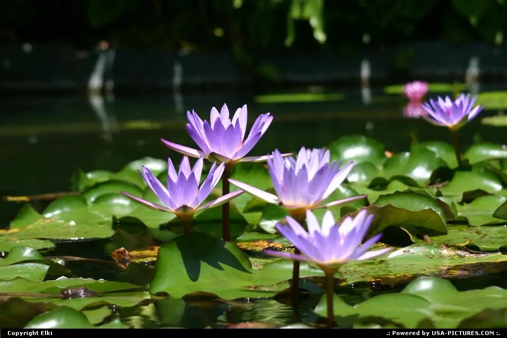 Amazing water lily at Universal!