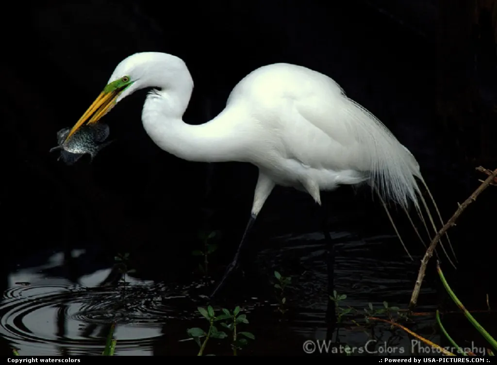 Mount Dora Florida
