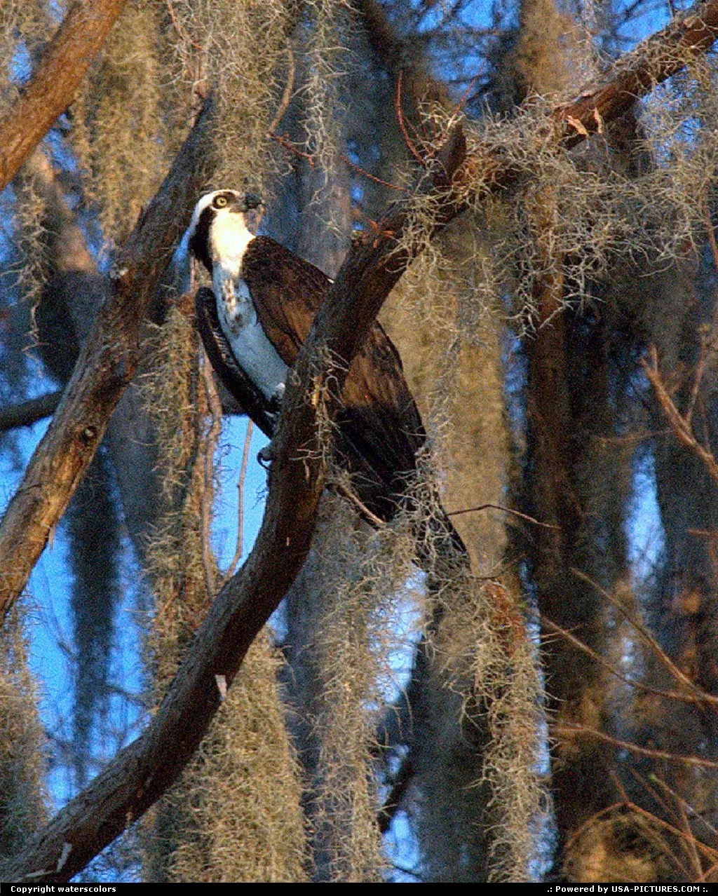 Mount Dora Florida