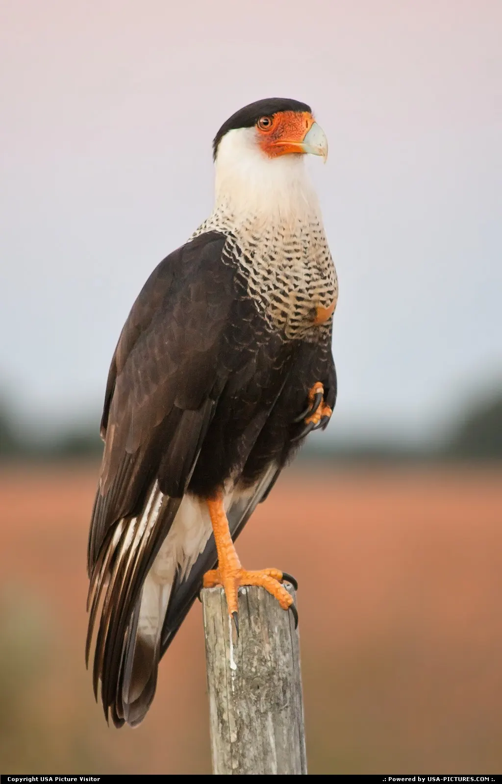 A Northern Caracara watching the setting sun with me