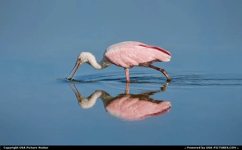 Morning feed for a Roseate Spoonbill