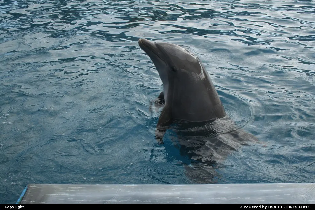 Dolphin @miami seaquarium
