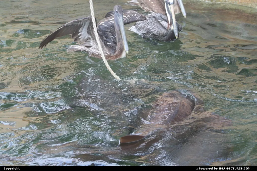Shark dinner @seaquarium miami