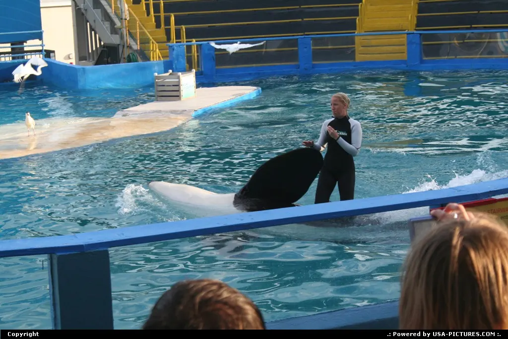 Whales killer show @ miami aquarium