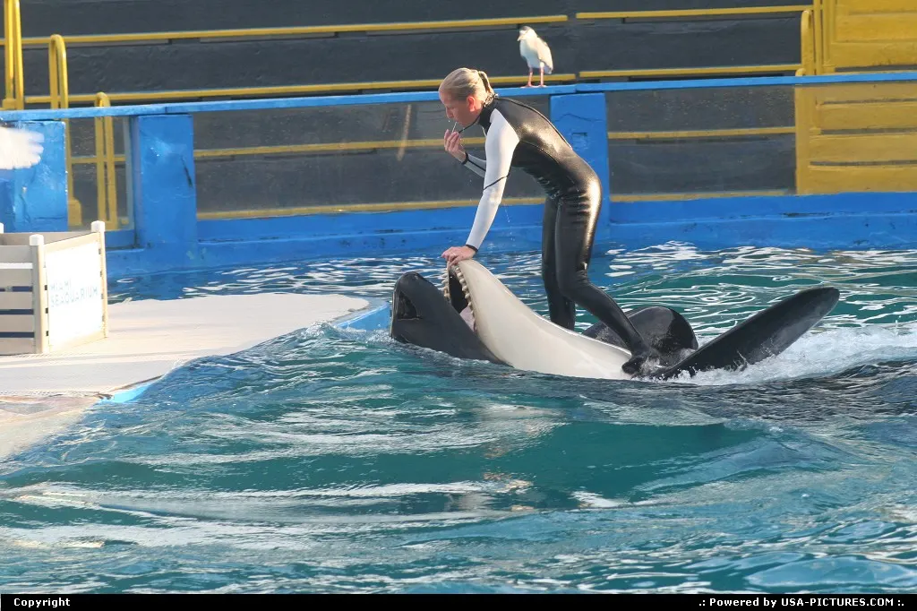Whales killer show @miami seaquarium