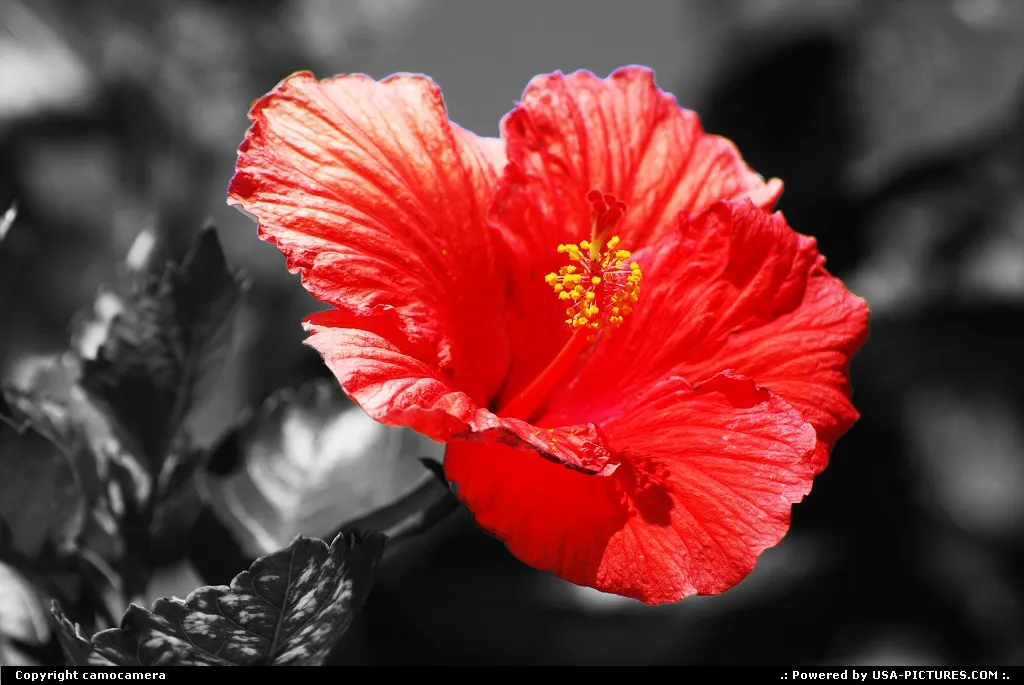 Blooming Bright