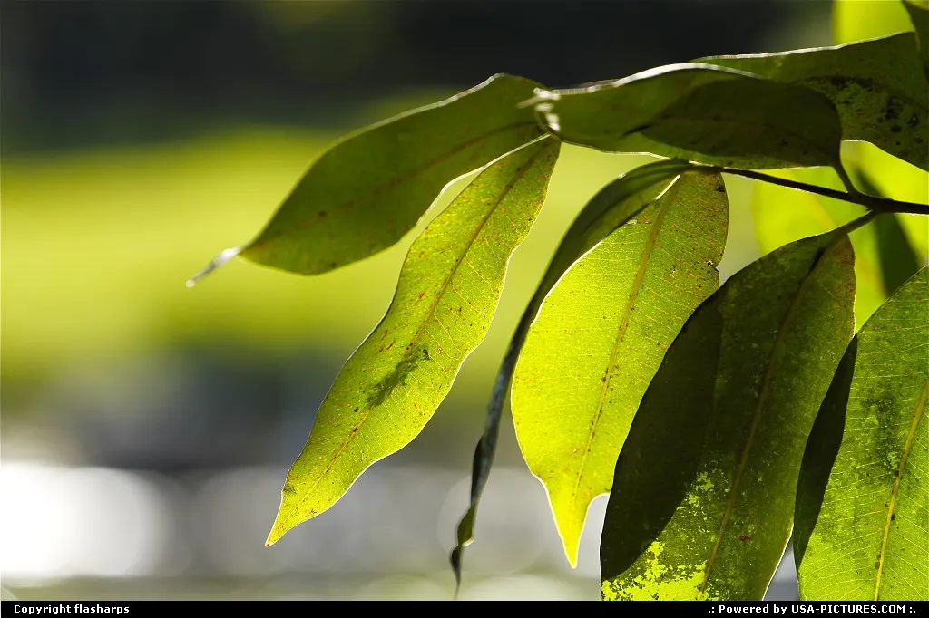 Park Leaf
